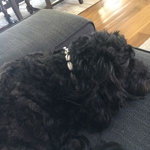 Meet your Posher, Landon